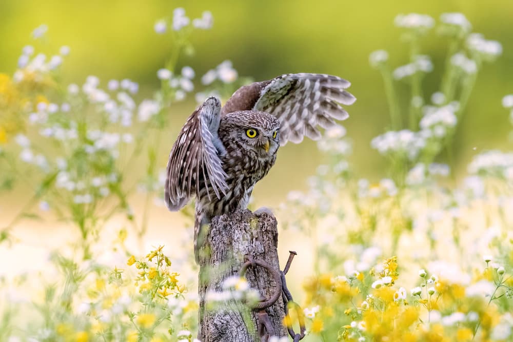 Little Owl Spreading Wings by Marco Redaelli — canvas wall art
