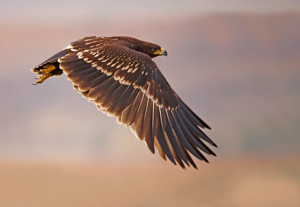 Majestic Eagle In Flight by Shlomo Waldmann — canvas wall art