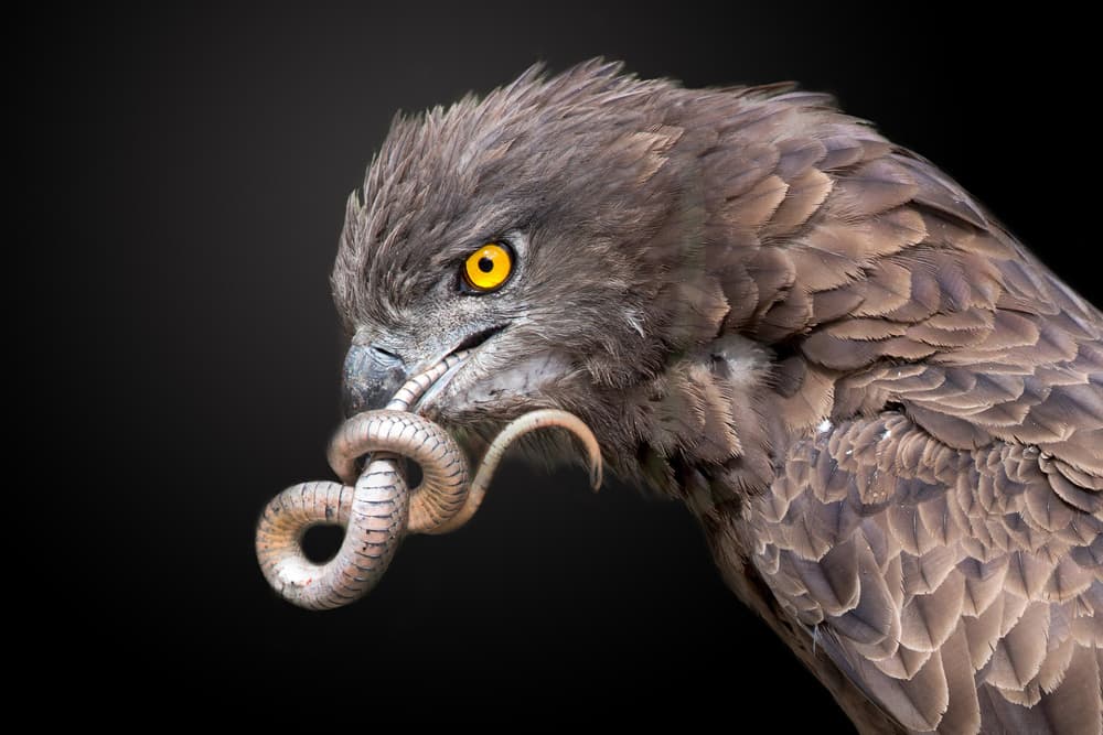 Golden-Eyed Eagle's Catch by Alessandro Catta — canvas wall art