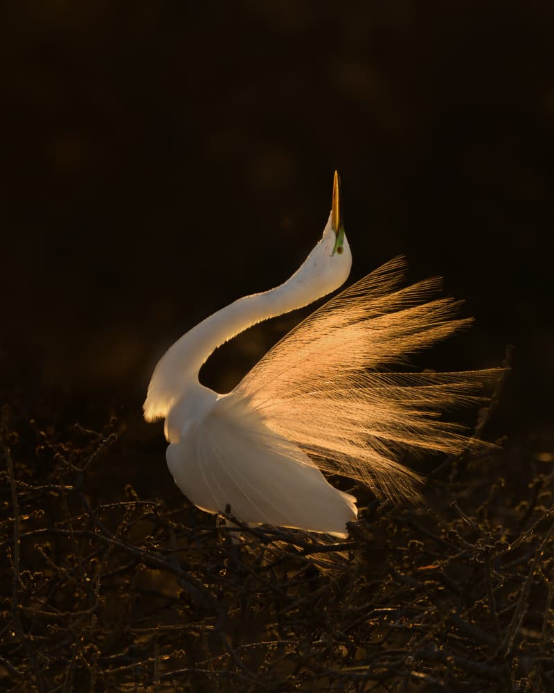 Golden Egret Display by Qing Zhao — canvas wall art