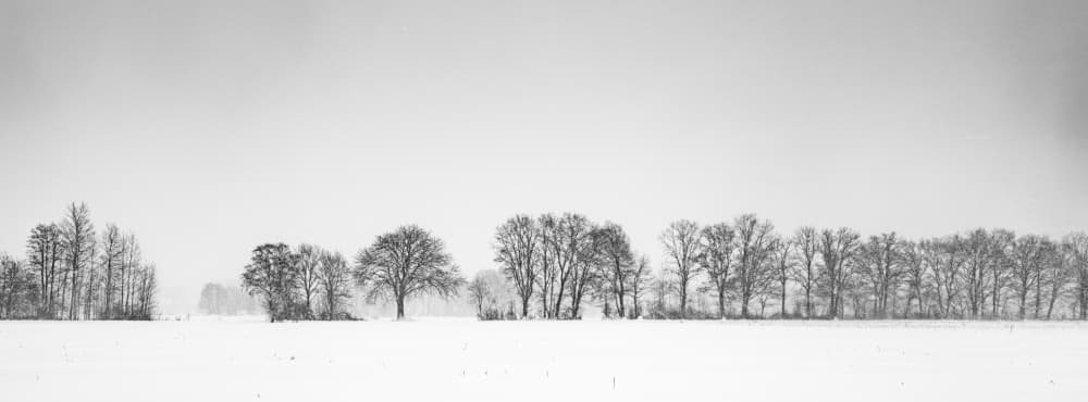 Winter Tree Line by Arne Jansen — canvas wall art