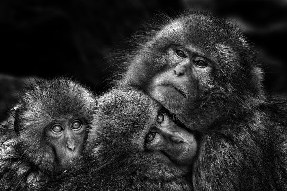 Snow Monkey Huddle by Gunarto Song — canvas wall art