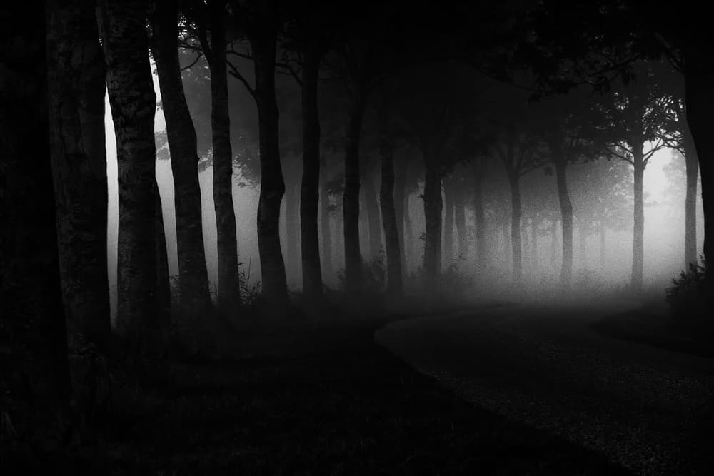 Misty Forest Path by Jacob Tuinenga — canvas wall art