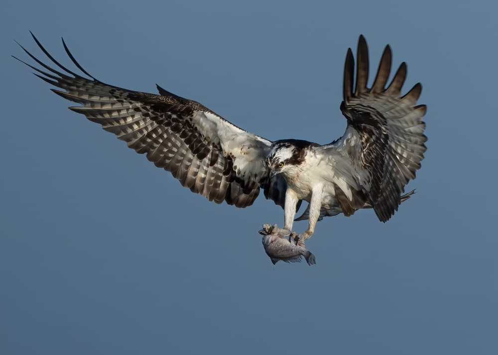 Osprey In Flight With Catch by Robert Zhang — canvas wall art