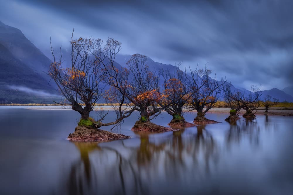 Dramatic Willow Reflections by Michael Zheng — canvas wall art