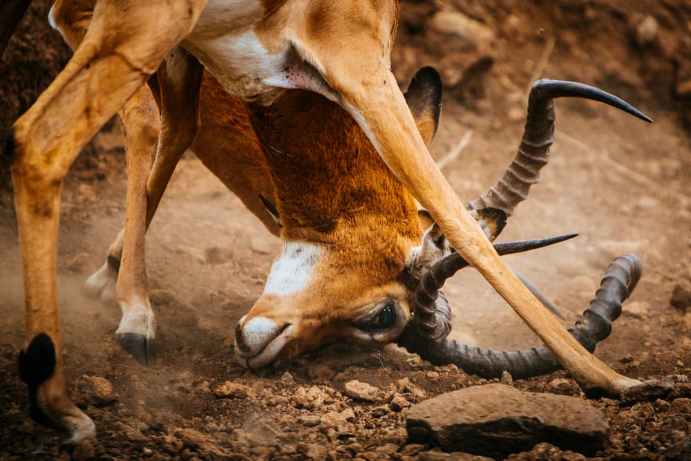 Impalas Lock Horns by Vedran Vidak — canvas wall art
