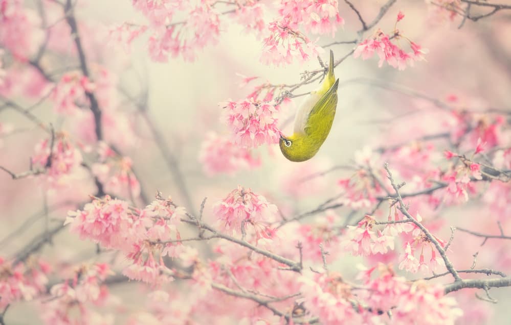 Green Bird Pink Blossoms by Takashi Suzuki — canvas wall art
