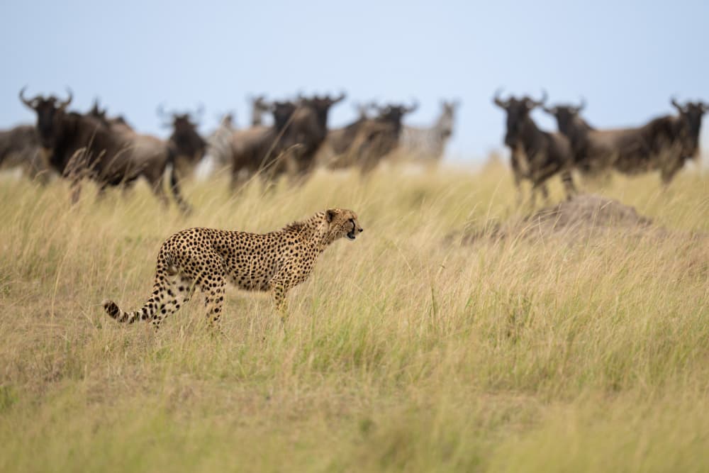 Cheetah Stalks Wildebeest by Rajat Dhesi — canvas wall art