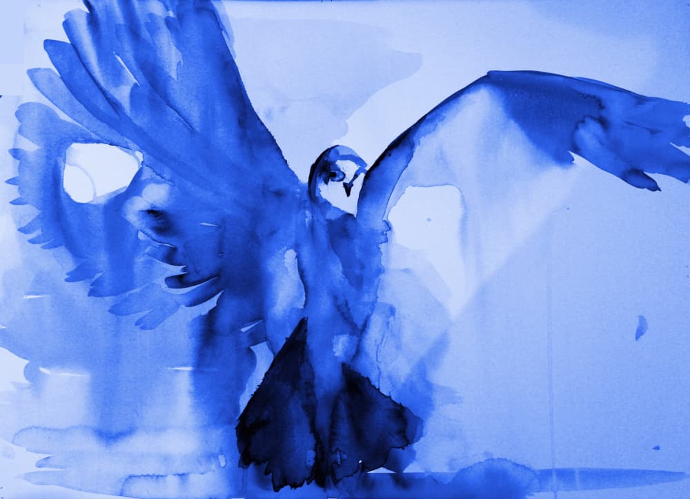 Blue Dove Flight by RodMacIver — canvas wall art