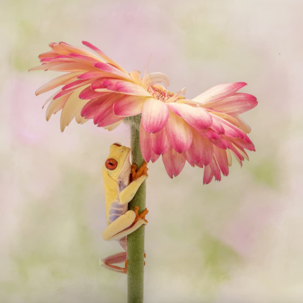 Charming Frog on Daisy by Linda D Lester — canvas wall art