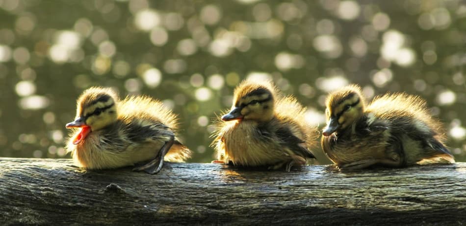 Ducklings by Mircea Costina — canvas wall art