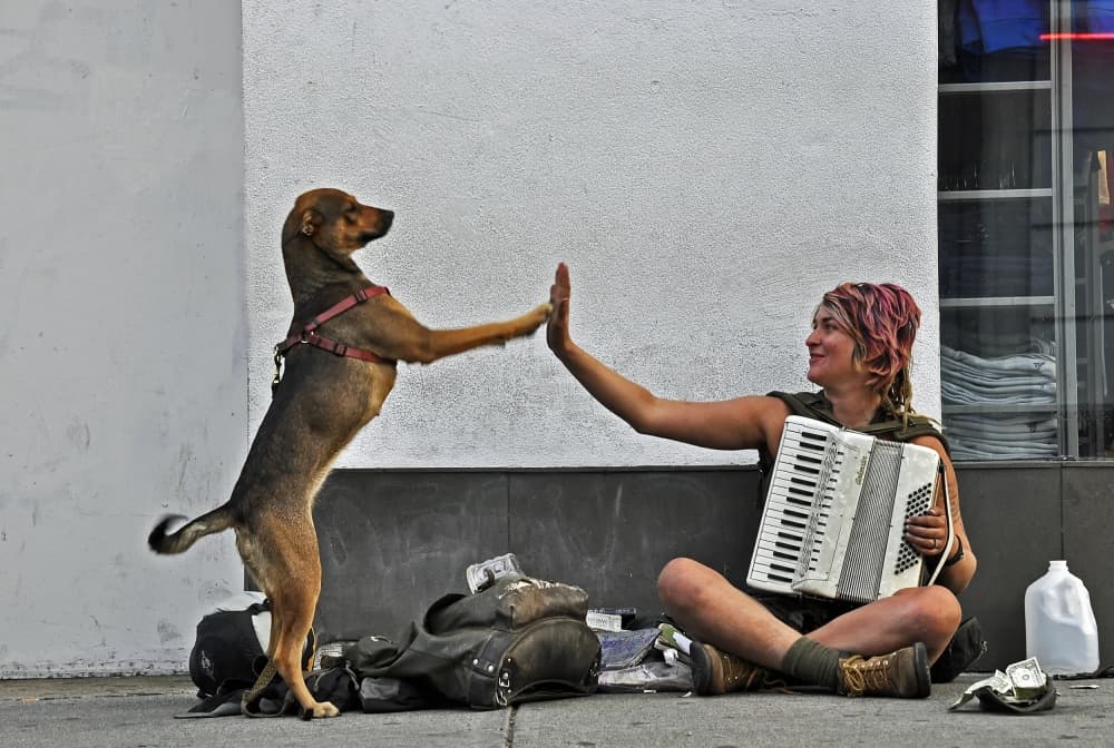 Busker Dog High Five by Jane Lyons — canvas wall art