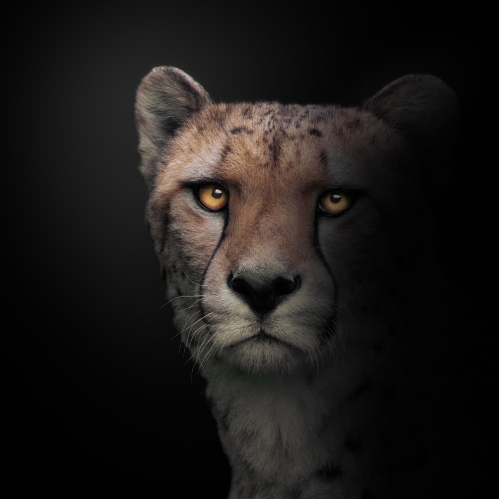 Intense Cheetah Portrait by Jörg Vollrath — canvas wall art