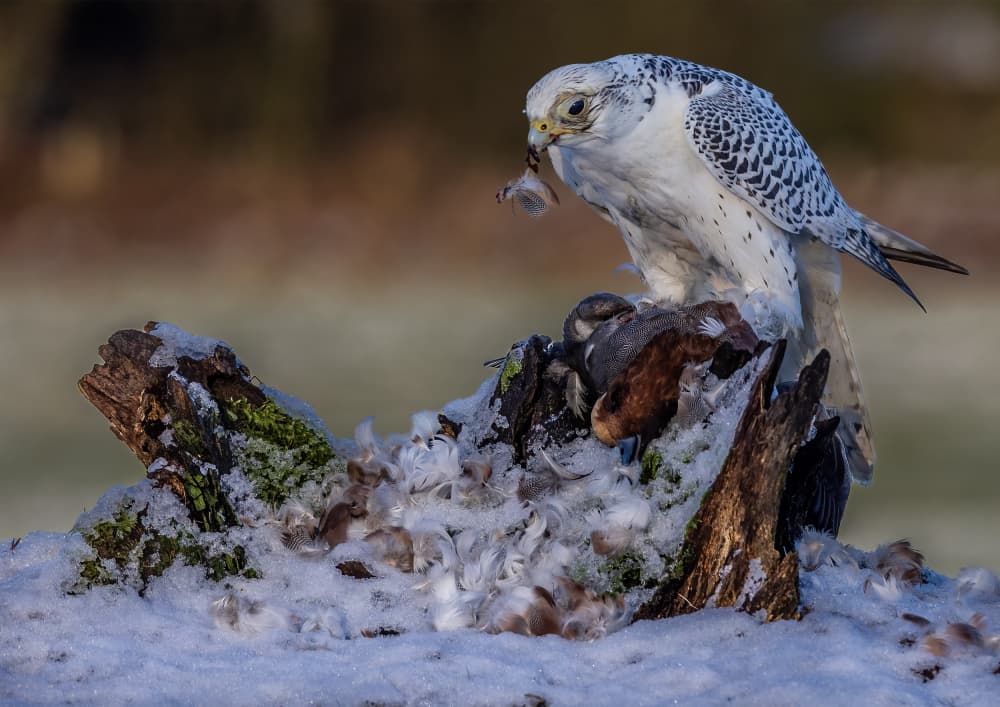 Gyrfalcon Winter Feast by David Bennion — canvas wall art