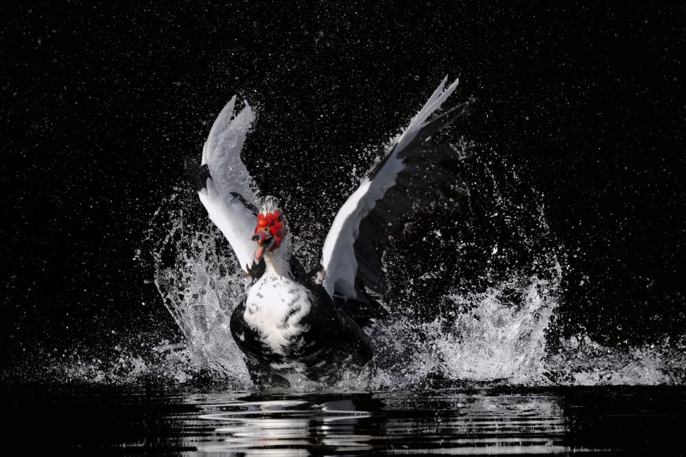 Energetic Duck Splash by Qing Zhao — canvas wall art