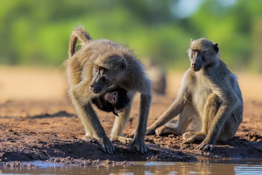 Baboon Family At Waterhole by Jun Zuo — canvas wall art