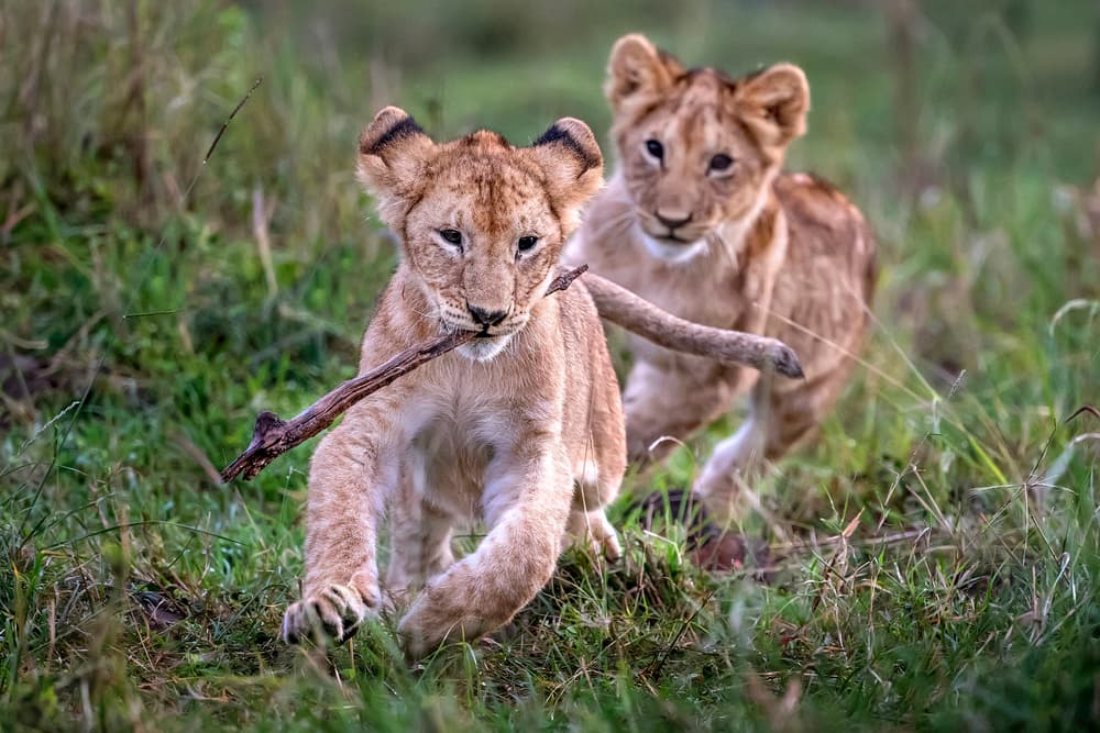 Playful Lion Cubs Running by Xavier Ortega — canvas wall art