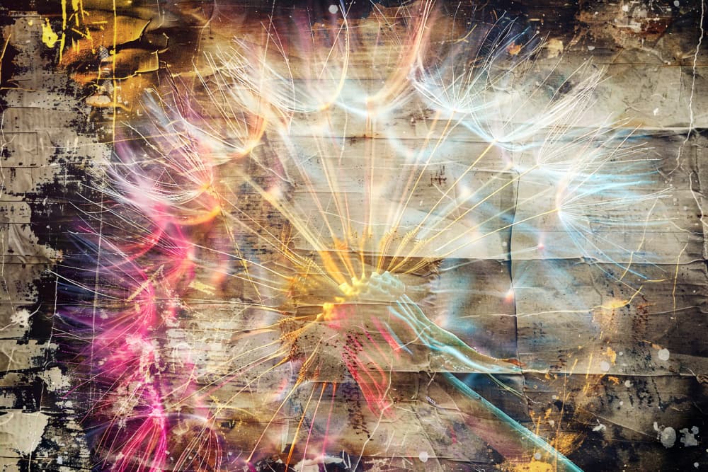 Vibrant Dandelion Wish by Rafal Kulik — canvas wall art
