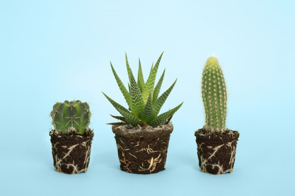 Fresh Succulent Trio by Julia Ramiro — canvas wall art