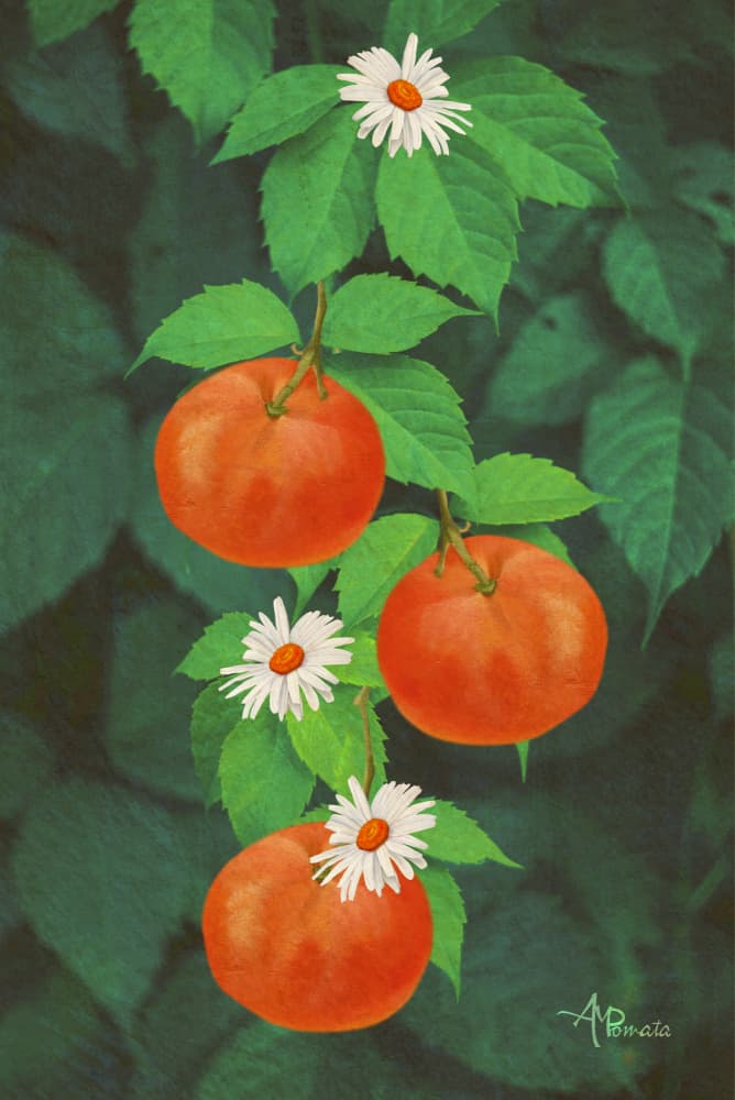 Orange Fruits and Daisies by Angeles M. Pomata — canvas wall art