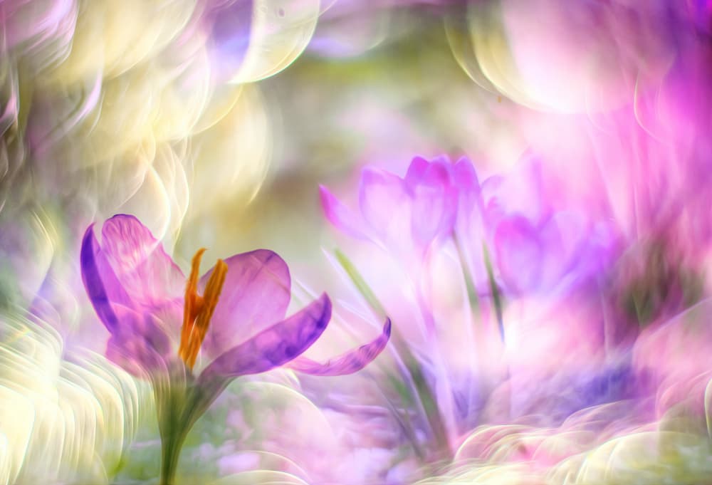 Dreamy Purple Crocus by Hilda van der Lee — canvas wall art