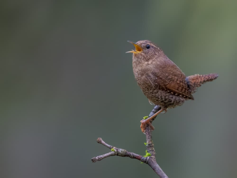 Singing Wren by Jacob (Jian) Xu — canvas wall art
