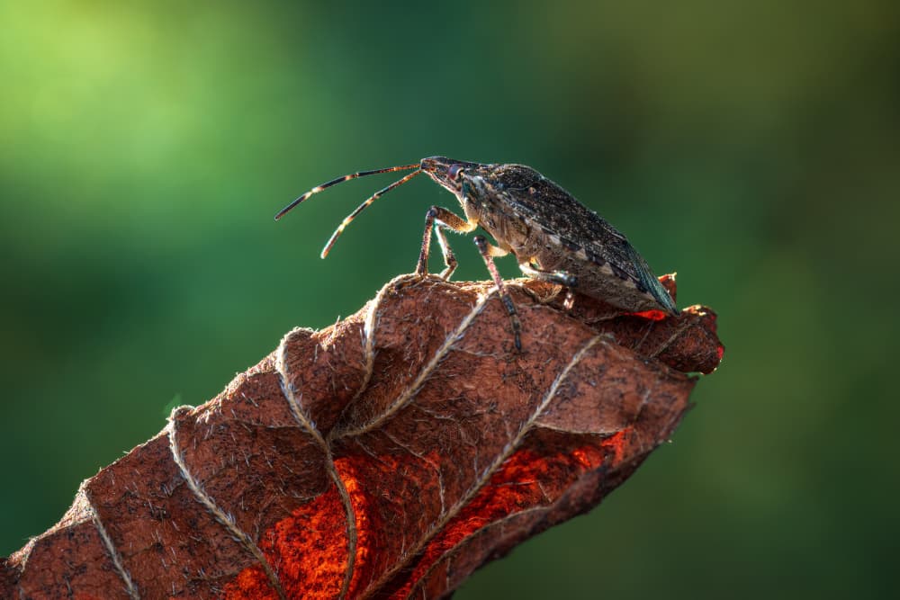 Brown Bug on Leaf by Atul Saluja — canvas wall art