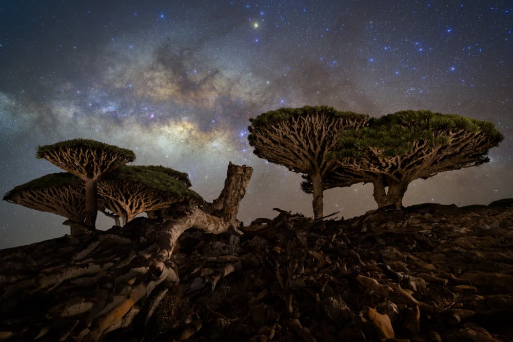 Dragon Trees Milky Way by Vikas Chander — canvas wall art