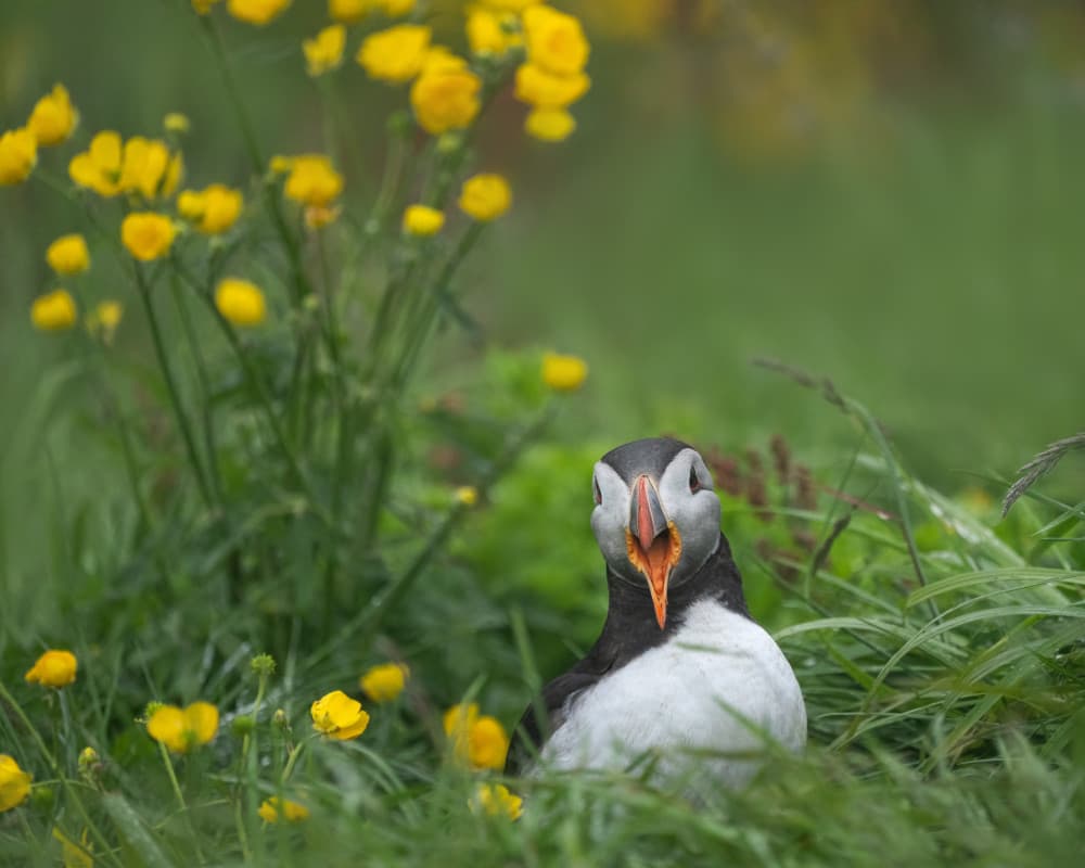 Vibrant Puffin Wildflowers by John Fan — canvas wall art