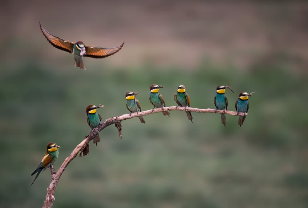 Colorful Bee-eater Gathering by Vicki Lai — canvas wall art