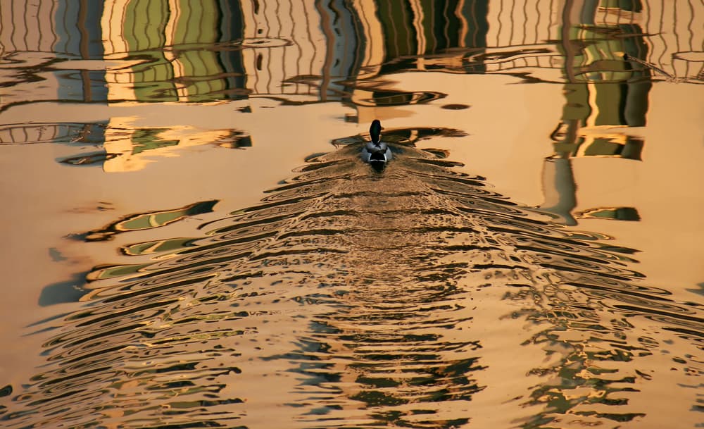Golden Duck Ripples by Hans-Wolfgang Hawerkamp — canvas wall art