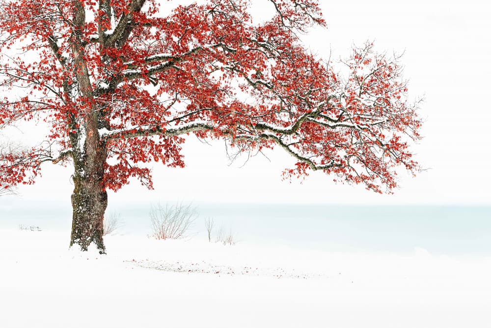 Red Tree Snowy Lake by Ulrike Eisenmann — canvas wall art