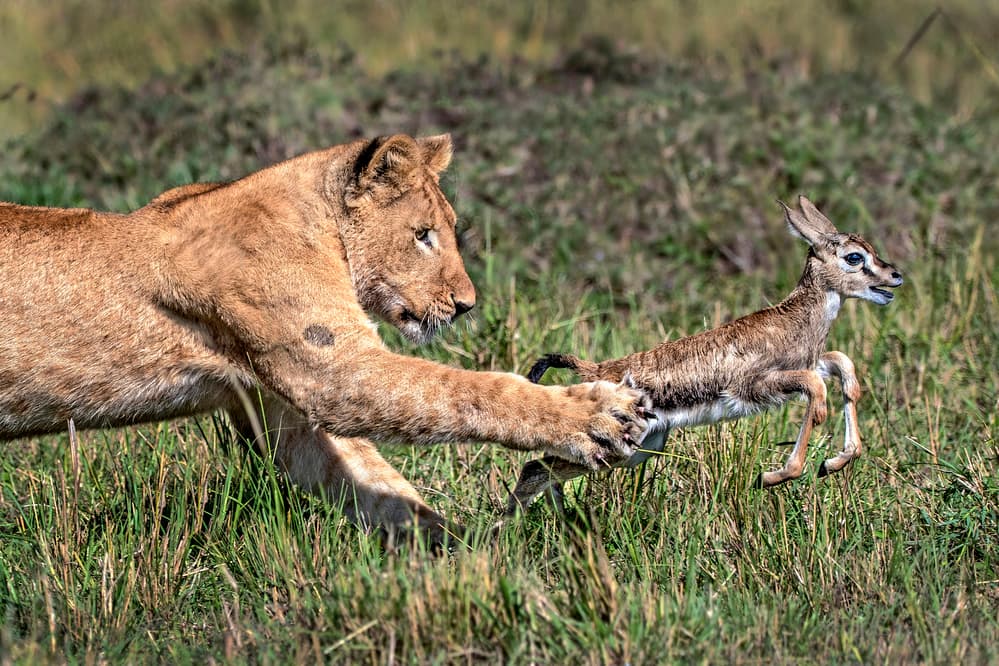 Lion Cub Gazelle Chase by Xavier Ortega — canvas wall art