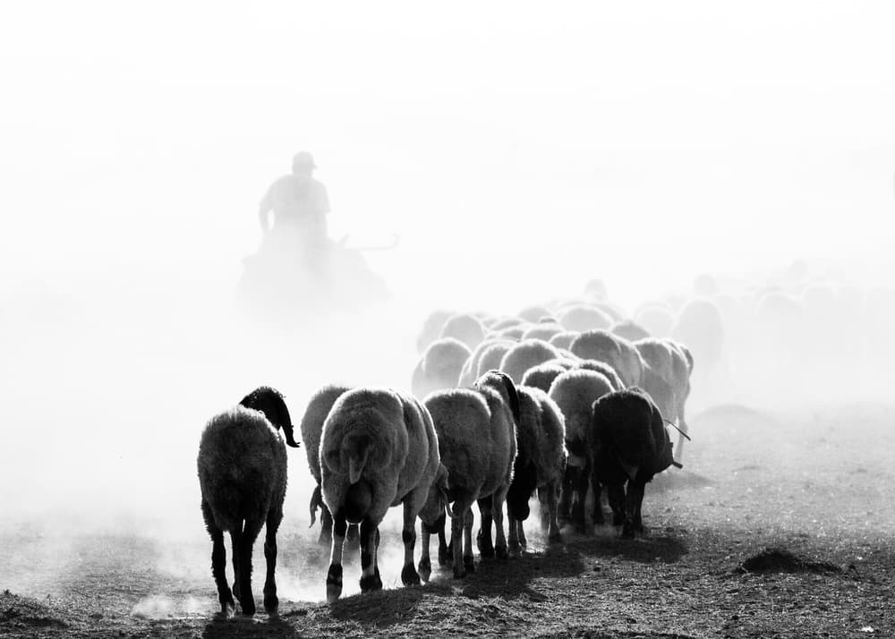 Dusty Sheep Herd by Feyzullah Tunç — canvas wall art