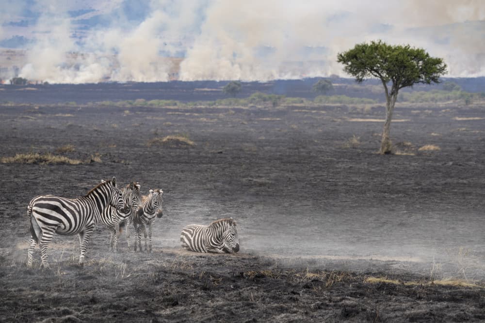 Zebras After Savanna Fire by Roberto Marchegiani — canvas wall art