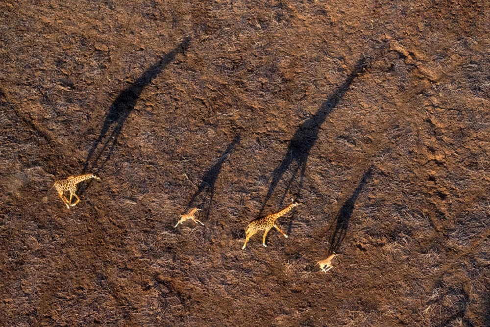 Giraffes Long Shadows by Sheila Xu — canvas wall art