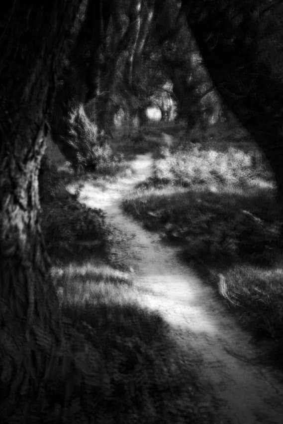 Mysterious Forest Path by Codrin Lupei — canvas wall art