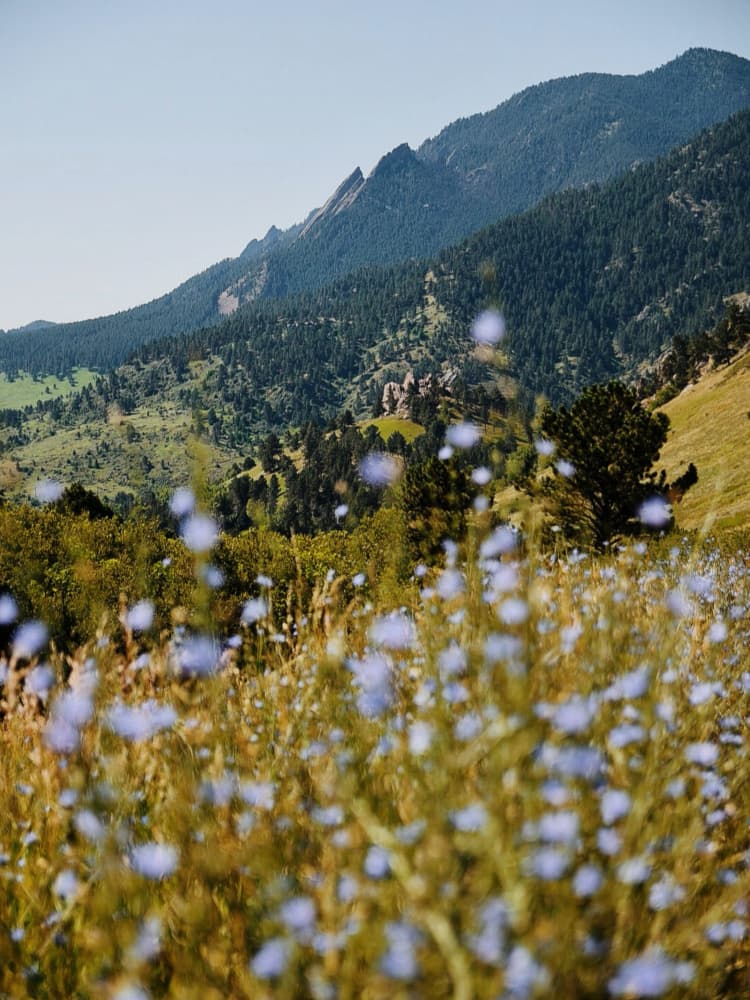 Wildflower Mountain Landscape by Del Mundo Portraits — canvas wall art