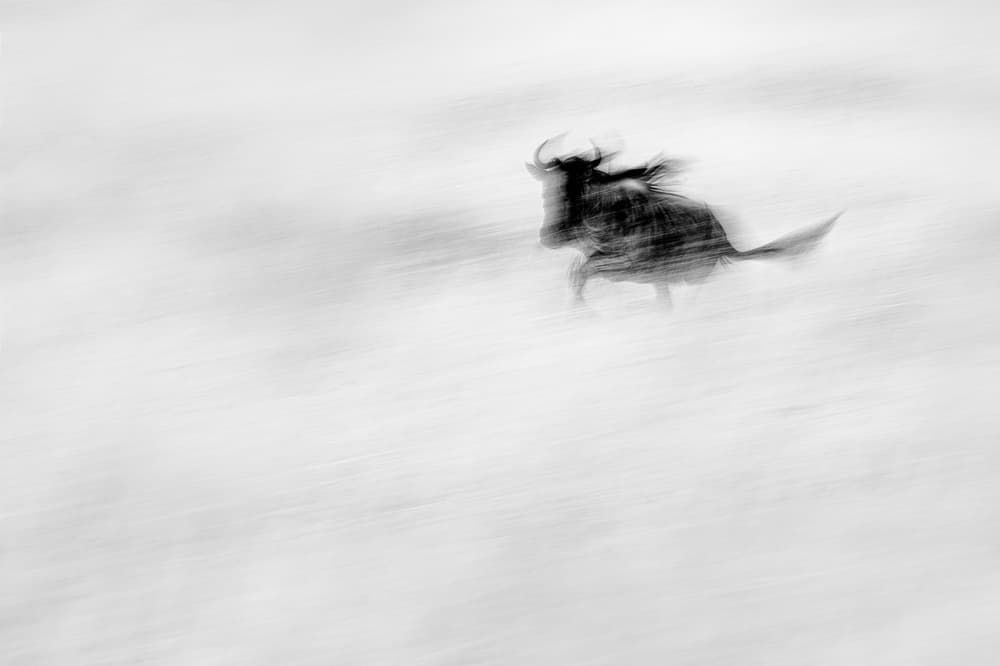 Wildebeest Motion Blur by Mohammed Alnaser — canvas wall art