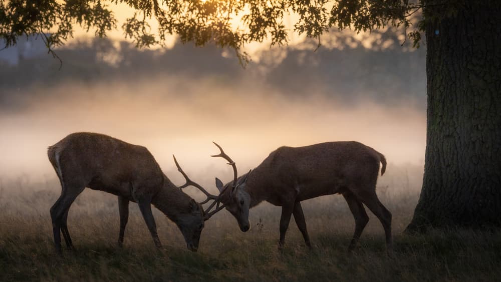 Stags Sparring Golden Mist by Kutub Uddin — canvas wall art