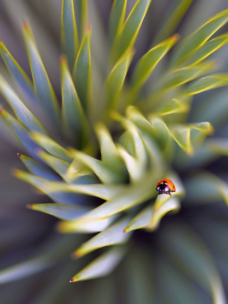 Red Ladybug Green Spiral by Thierry Dufour — canvas wall art
