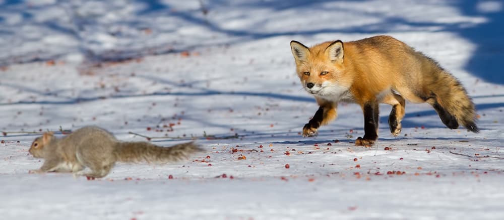 Winter Fox Hunt by Mircea Costina — canvas wall art