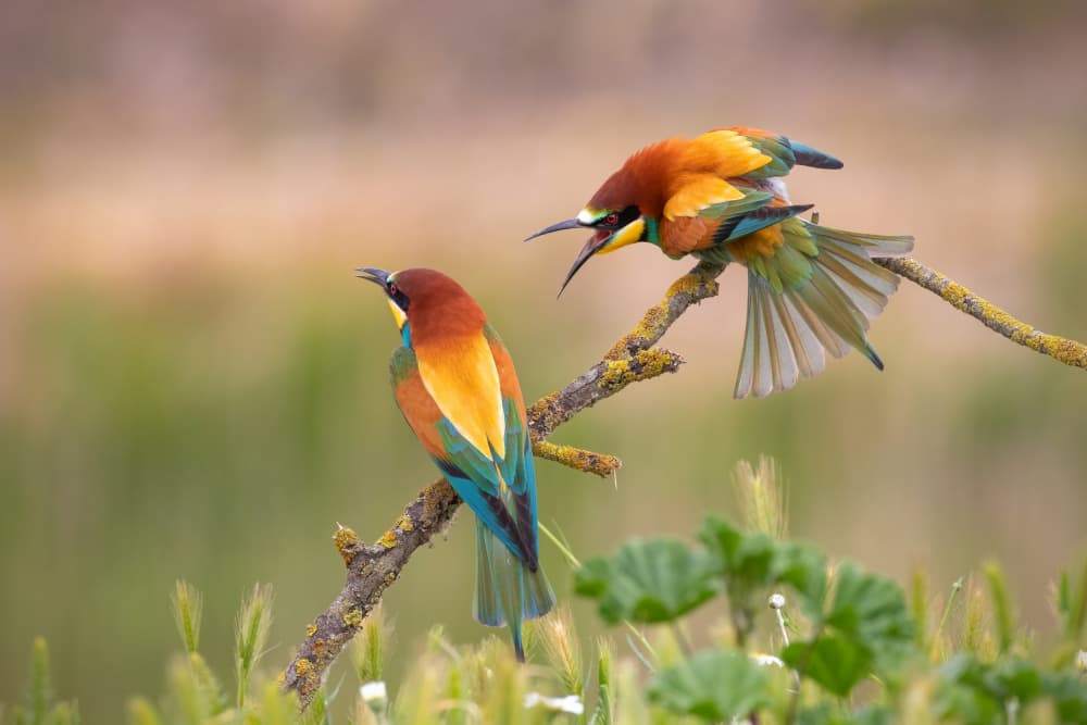 Vibrant Bee-eater Exchange by TONY GORAN — canvas wall art