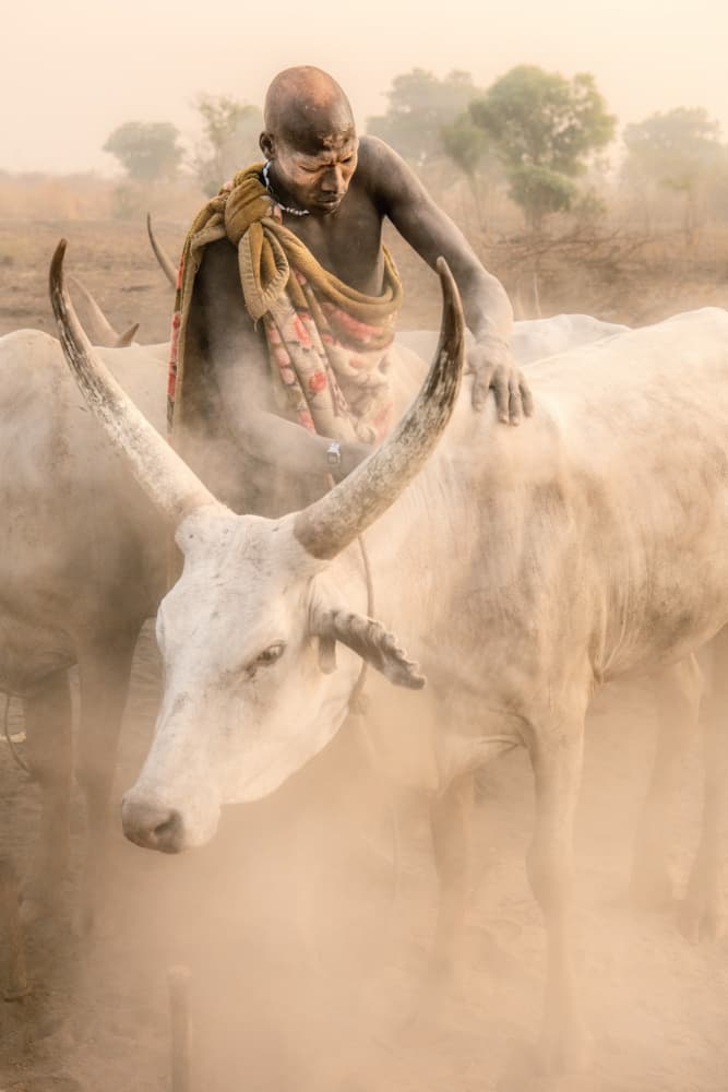 Dusty African Cattle by Trevor Cole — canvas wall art