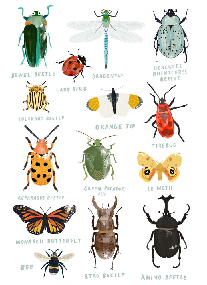 Colorful Insect Collection by Hanna Melin — canvas wall art