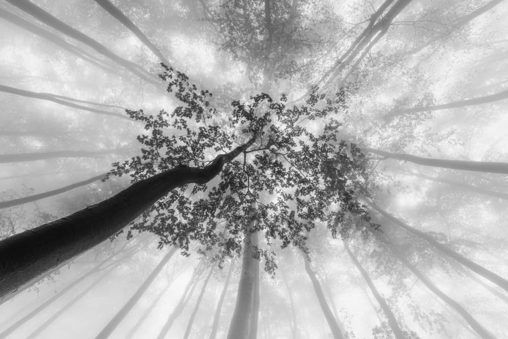 Misty Forest Canopy by Tom Pavlasek — canvas wall art
