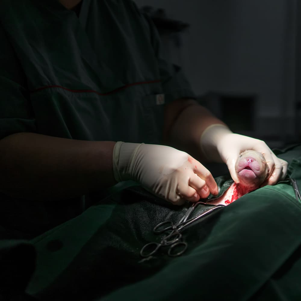 Newborn Animal Surgery by Gert van den Bosch — canvas wall art