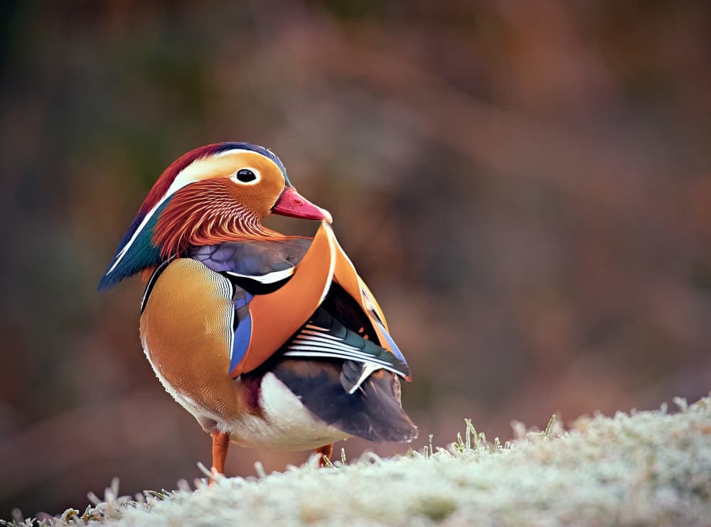 Vibrant Mandarin Duck by Stuart Williams — canvas wall art