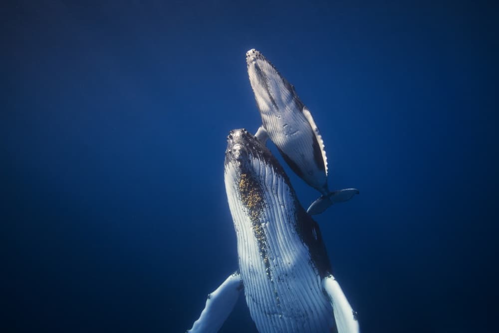 Humpback Mother And Calf by Barathieu Gabriel — canvas wall art