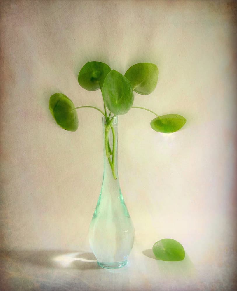 Round Leaves Glass Vase by Fangping Zhou — canvas wall art